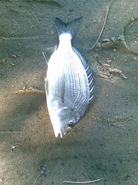 bream at shelly