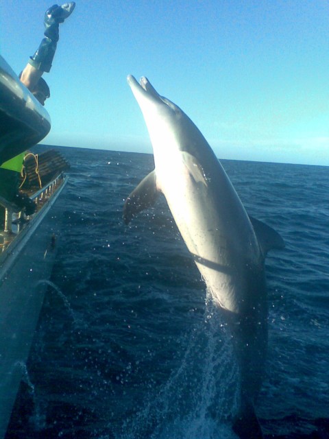 feeding dolphins