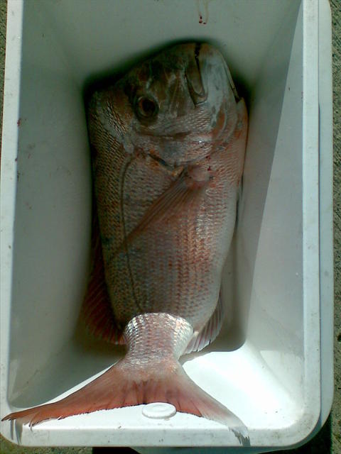 snapper from the mole