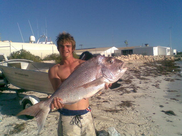 snapper