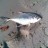 diamond trevally on 2lb