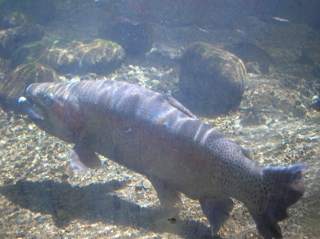 new zealand rainbow