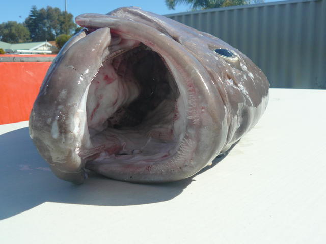 cod head close up
