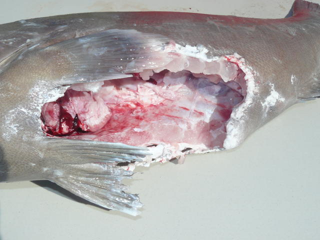 cod gutting close up
