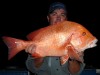 Dampier Red