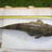Mandurah flathead