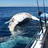 Whale of a time