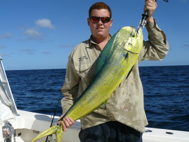 Westend Dolphinfish