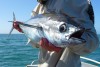 Longtail tuna profile