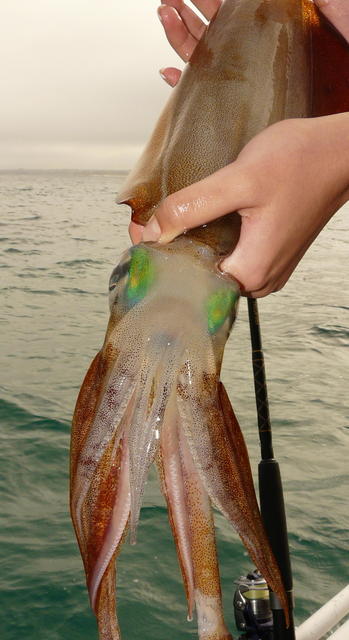Green eyed squid