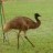 I can do with an emu how bout you!!