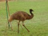 I can do with an emu how bout you!!