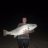 60lbs of mulloway muscle pic2