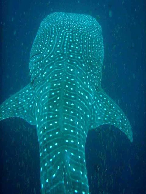 Tim's Whale Shark 03