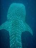 Tim's Whale Shark 03