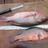 47cm Mangrove Jack 