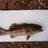 Coral Trout caught of the rock groyne this morning!