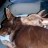 Crazy attack dogs!!!