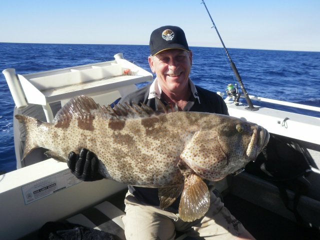 Red spotted cod Yeppoon Waters, Queensland