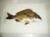 32cm bream caught today (11/08/07)