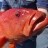600mm JURIEN BAY CORAL TROUT