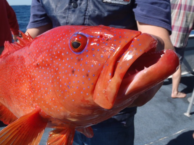 600mm JURIEN BAY CORAL TROUT