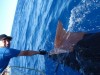 my first pilbara sailfish