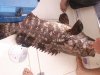 oversize malabar cod