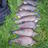 bream