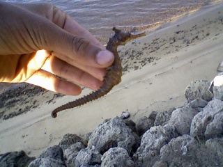 seahorse in the river