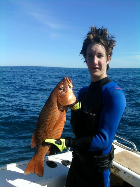 nice mangrove jack