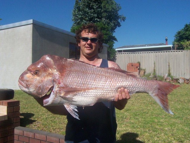 Albany snapper 