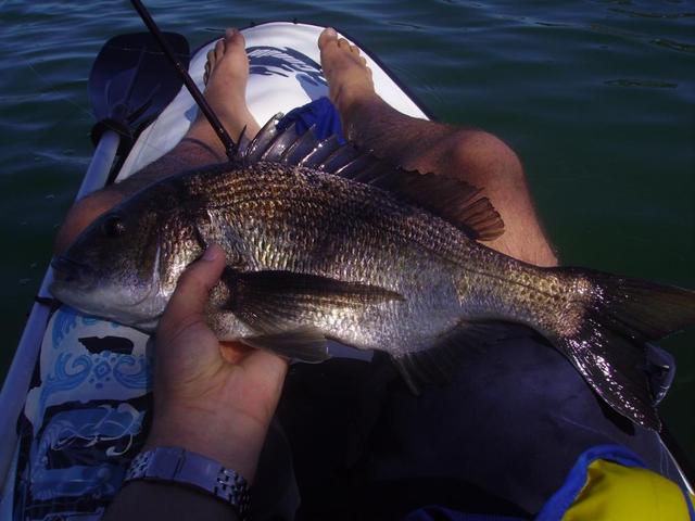 PB Bream