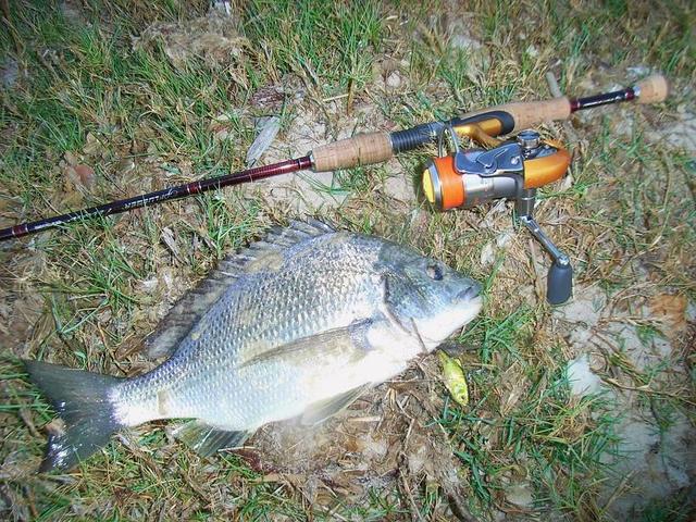 35cm bream,canning flats