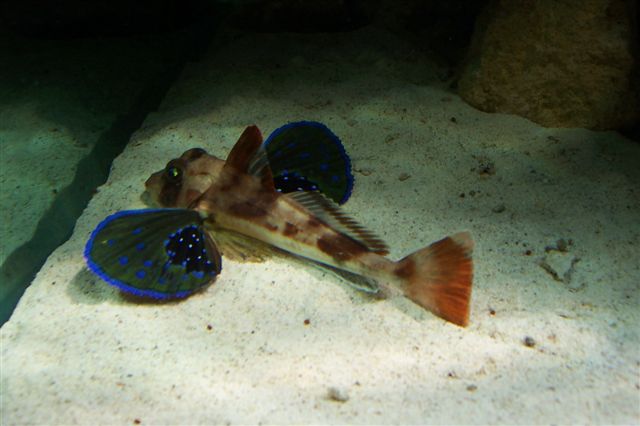 Red Gurnard Tank