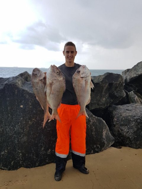 North mole pink snapper