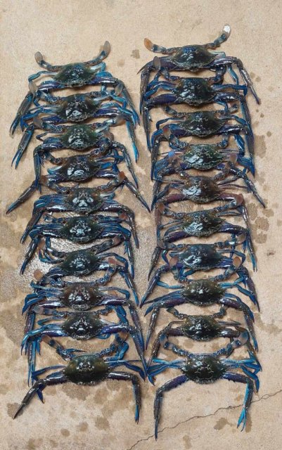 Good feed this morning.