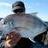 FISH ID