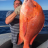 22kg Red?