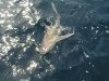 SHARKY 1