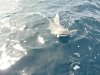 SHARKY 2