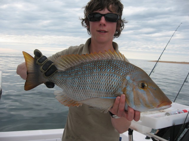 nice spanglie on soft plastic at victor island off Exmouth