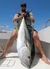 Coxy's Yellowfin Tuna