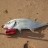 Trevally in Exmouth