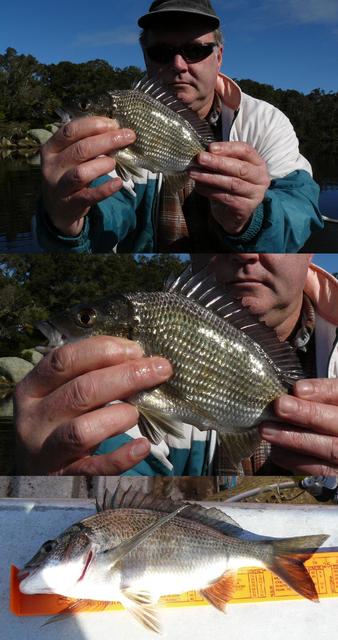 20080726 - Bream Fishing 5