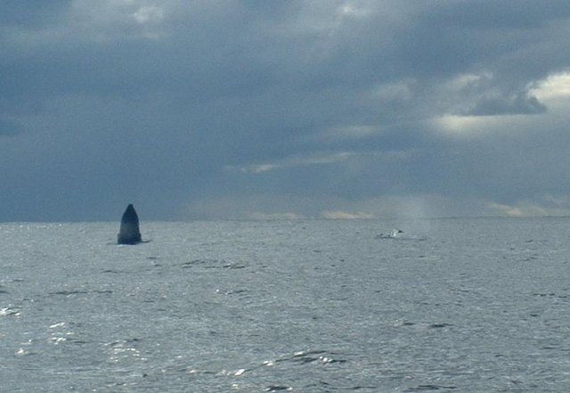 Whale Breaching