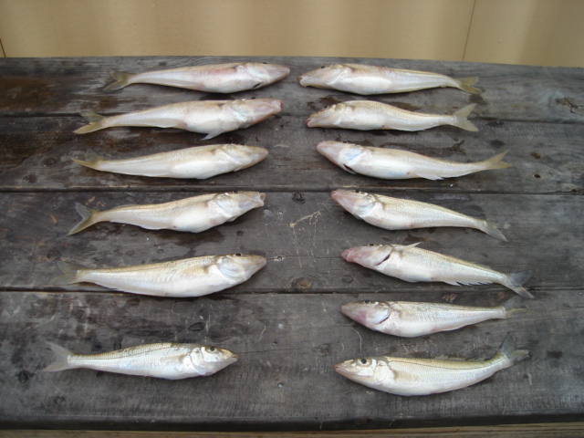 Sand Whiting
