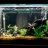 New Fish Tank