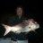 Snapper