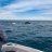 Whales by the boat